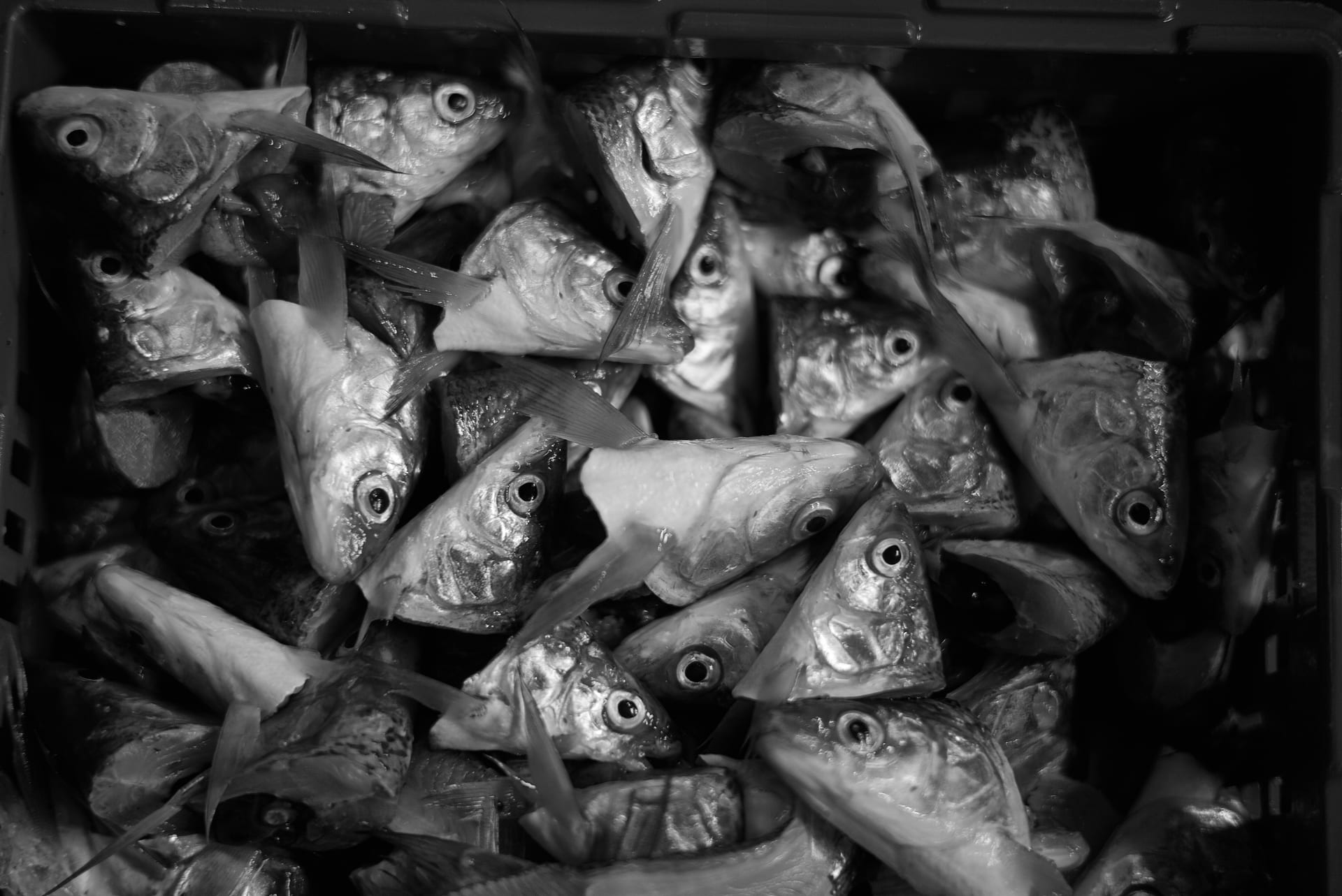 Kiste voller frisch gefangener Fische